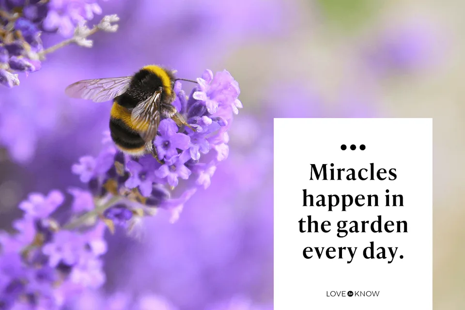 witty garden quotes